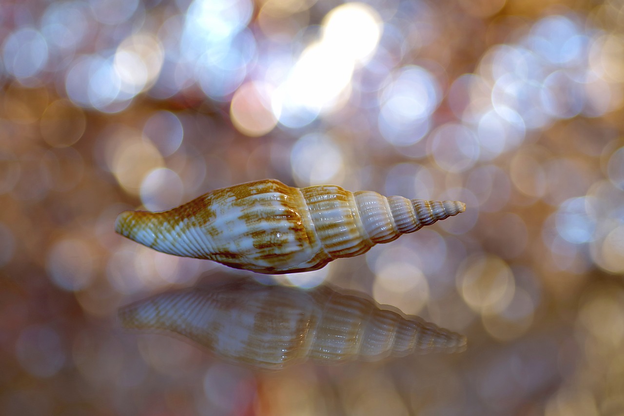 scallop shell snail free photo