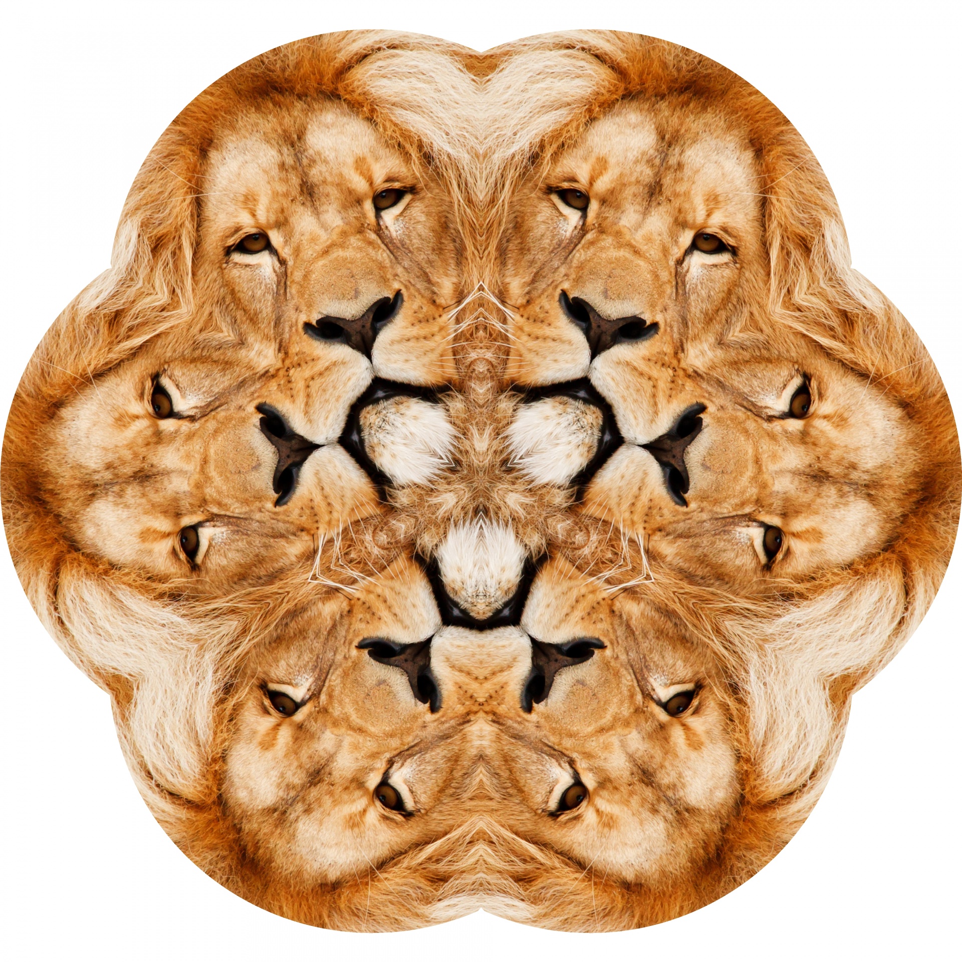 scallop lion abstract free photo