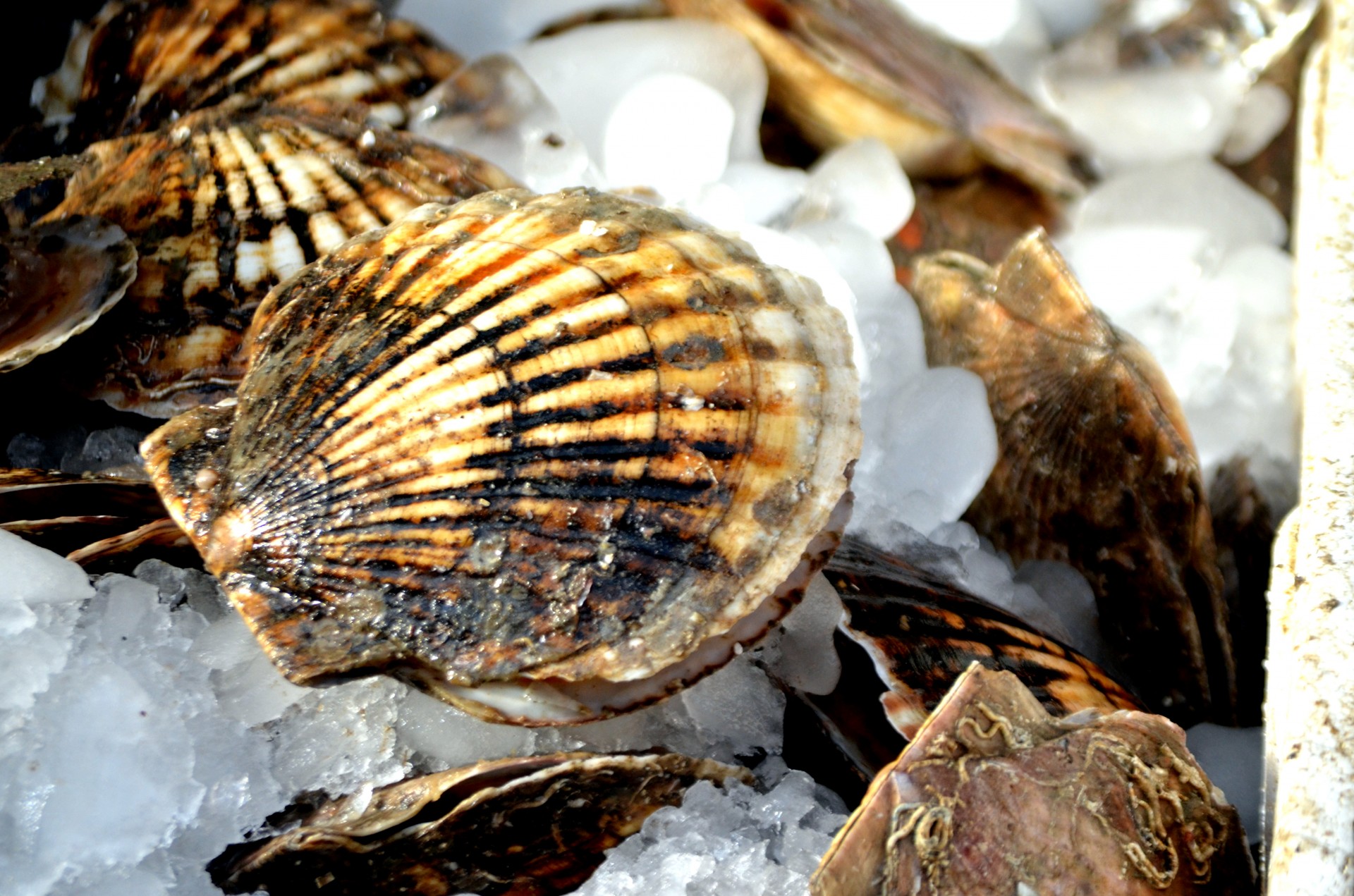 scallop shell scallops ocean free photo