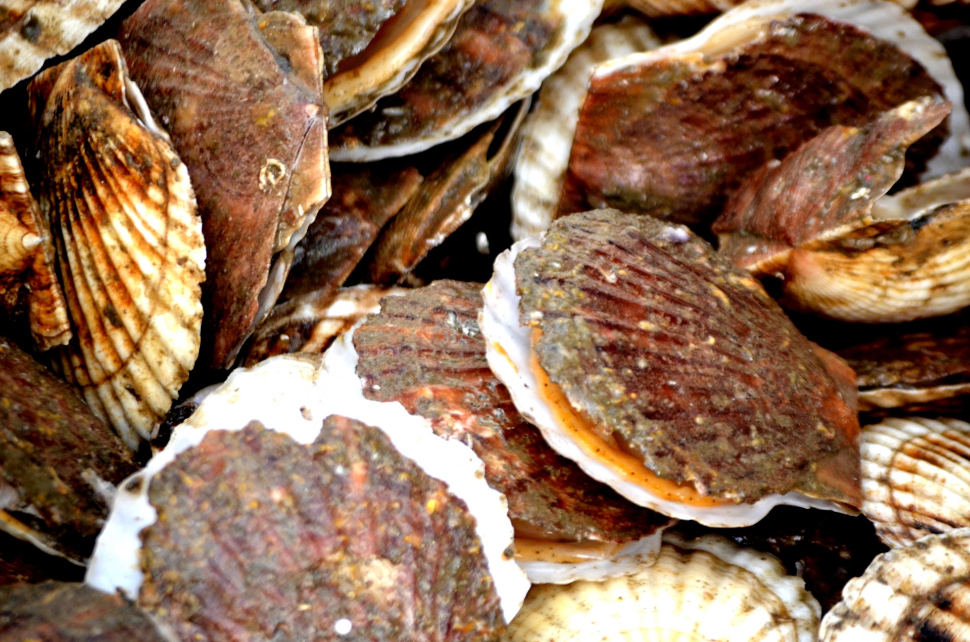 shell scallop scallop shells free photo