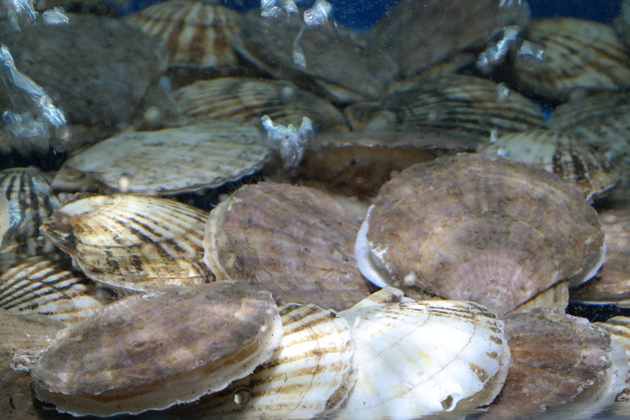 scallops clam seafood free photo