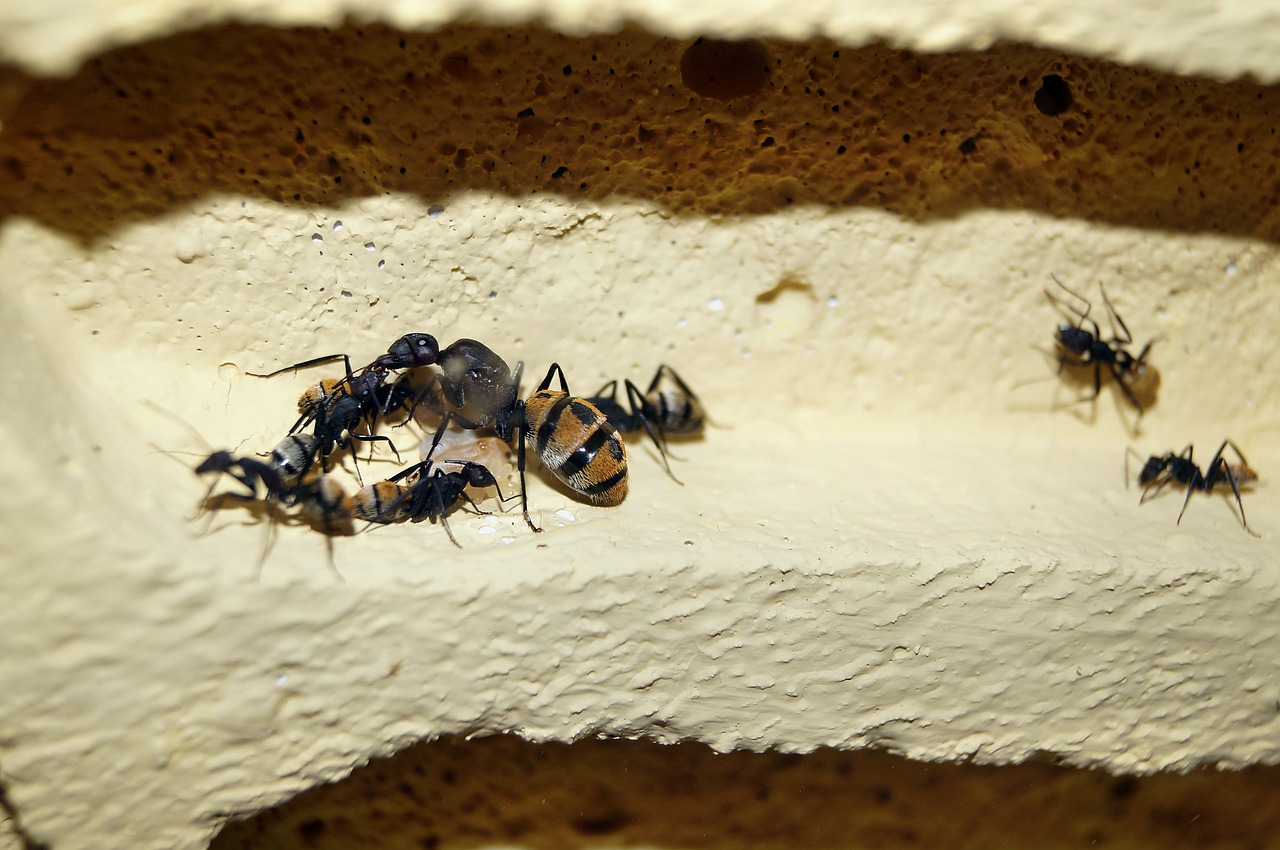 scaly ant ants ant queen free photo