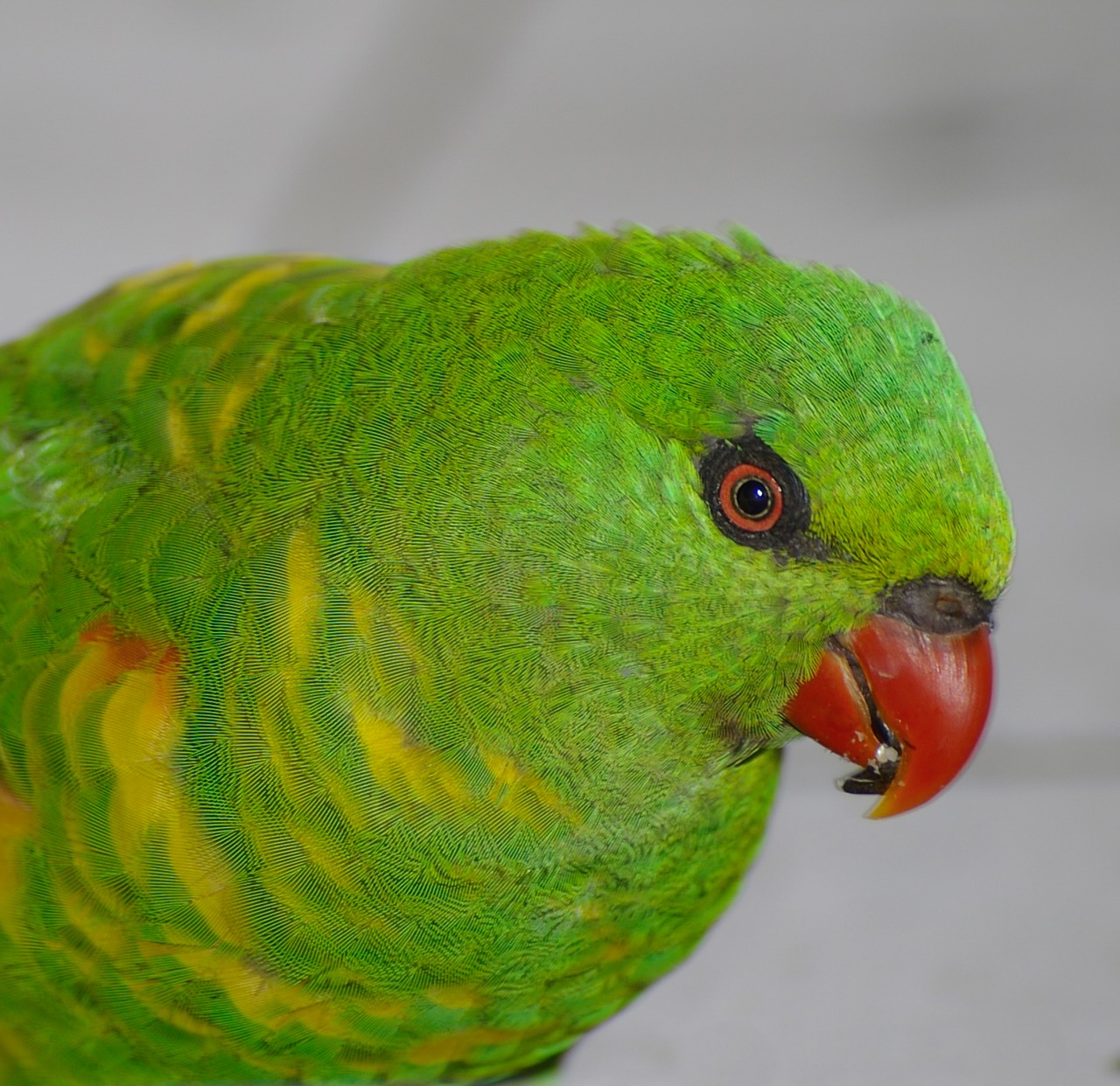 scaly-breasted lorikeet  parrot  bird free photo