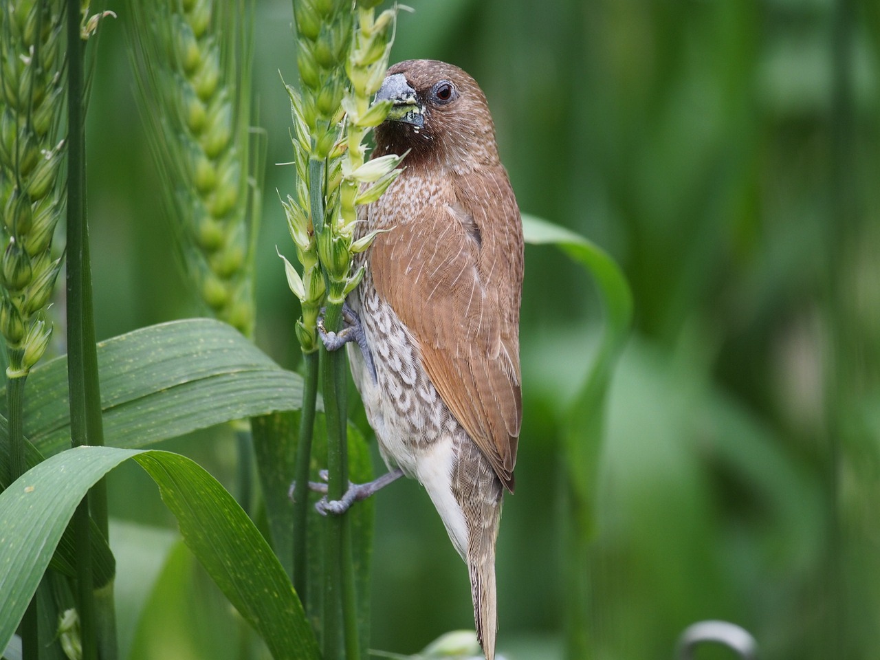 scaly-breasted munia taipei botanical garden free photo