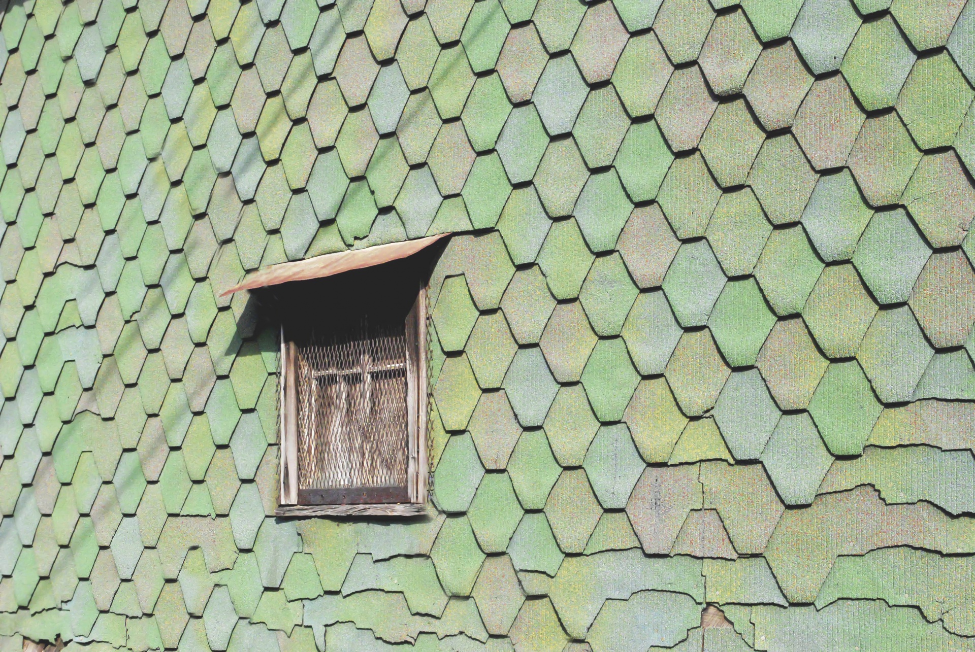 wall green scaly free photo