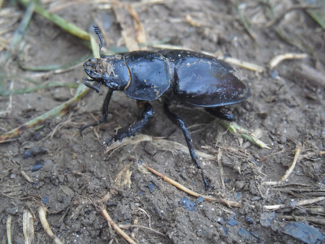 scarab insect black free photo