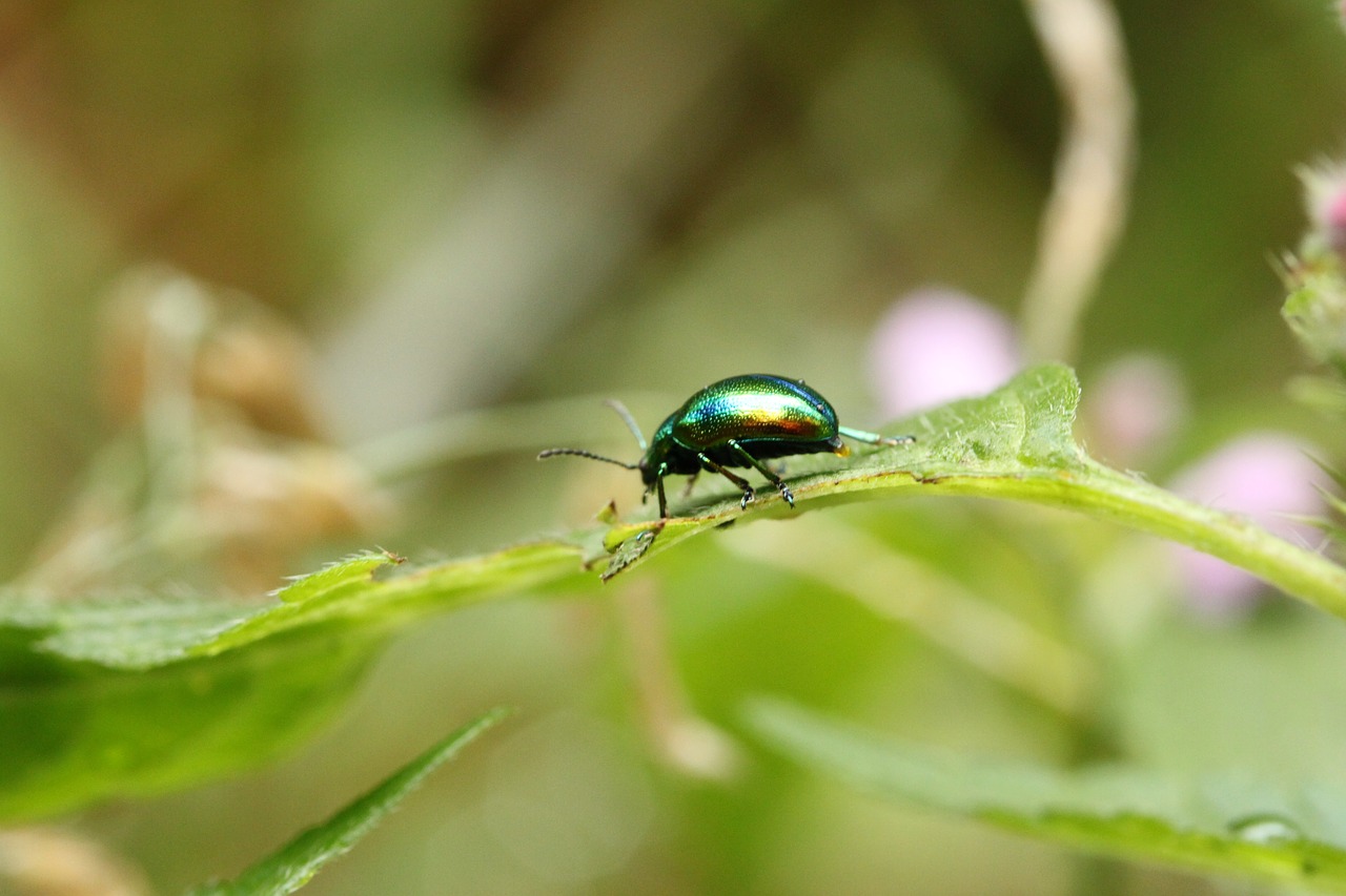 scarab color green free photo