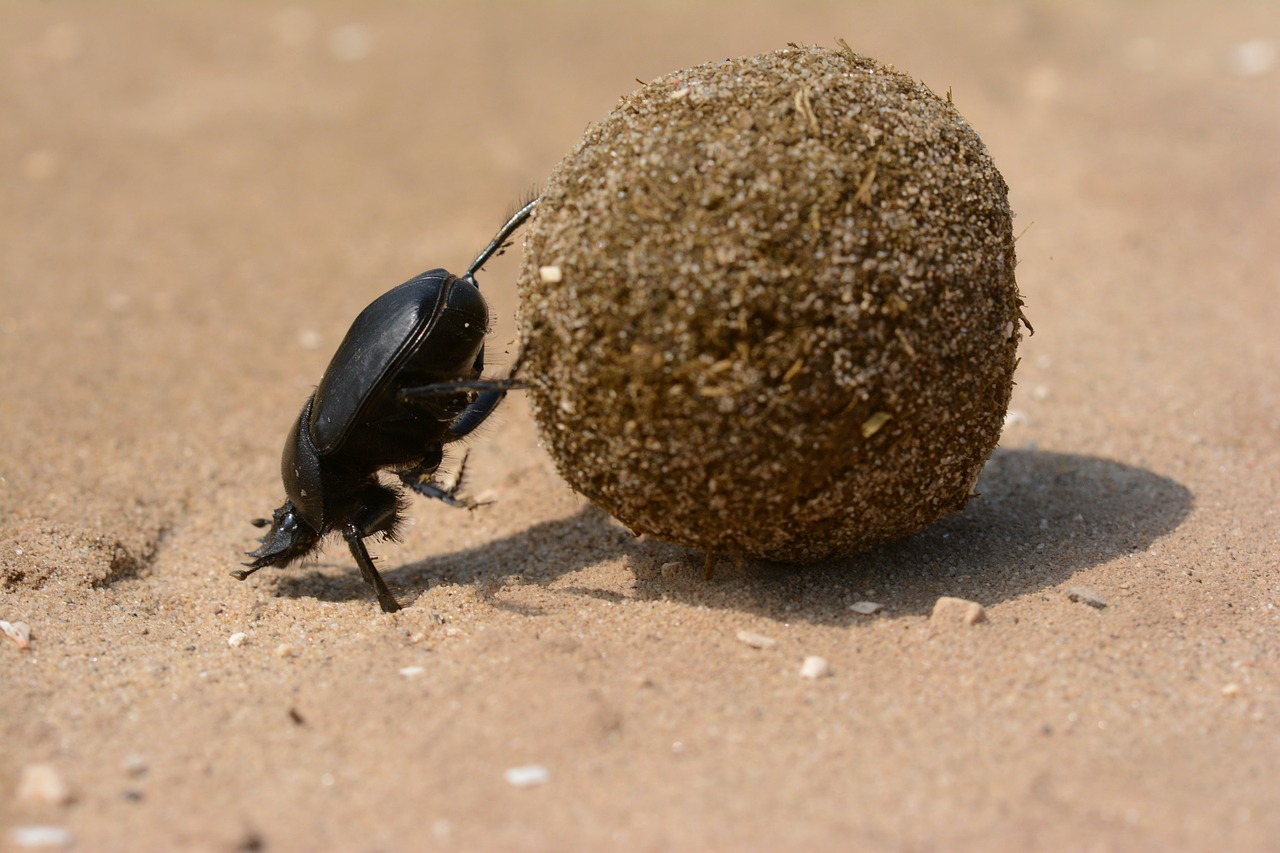 scarab beetle god free photo
