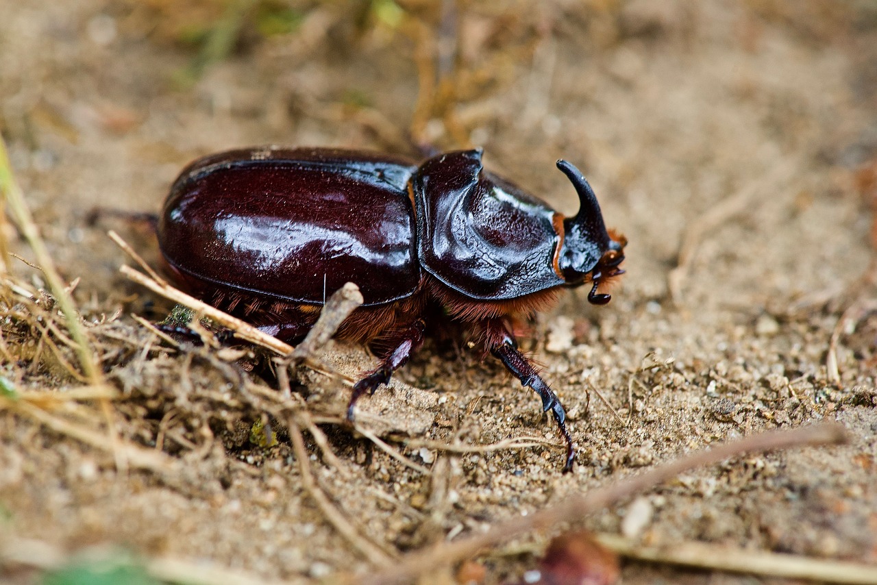 scarab  rhinoceros  beetle free photo