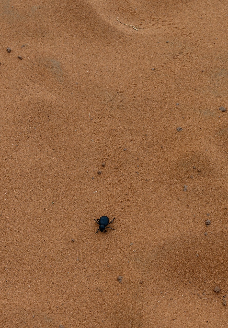 scarab  beetle  desert free photo