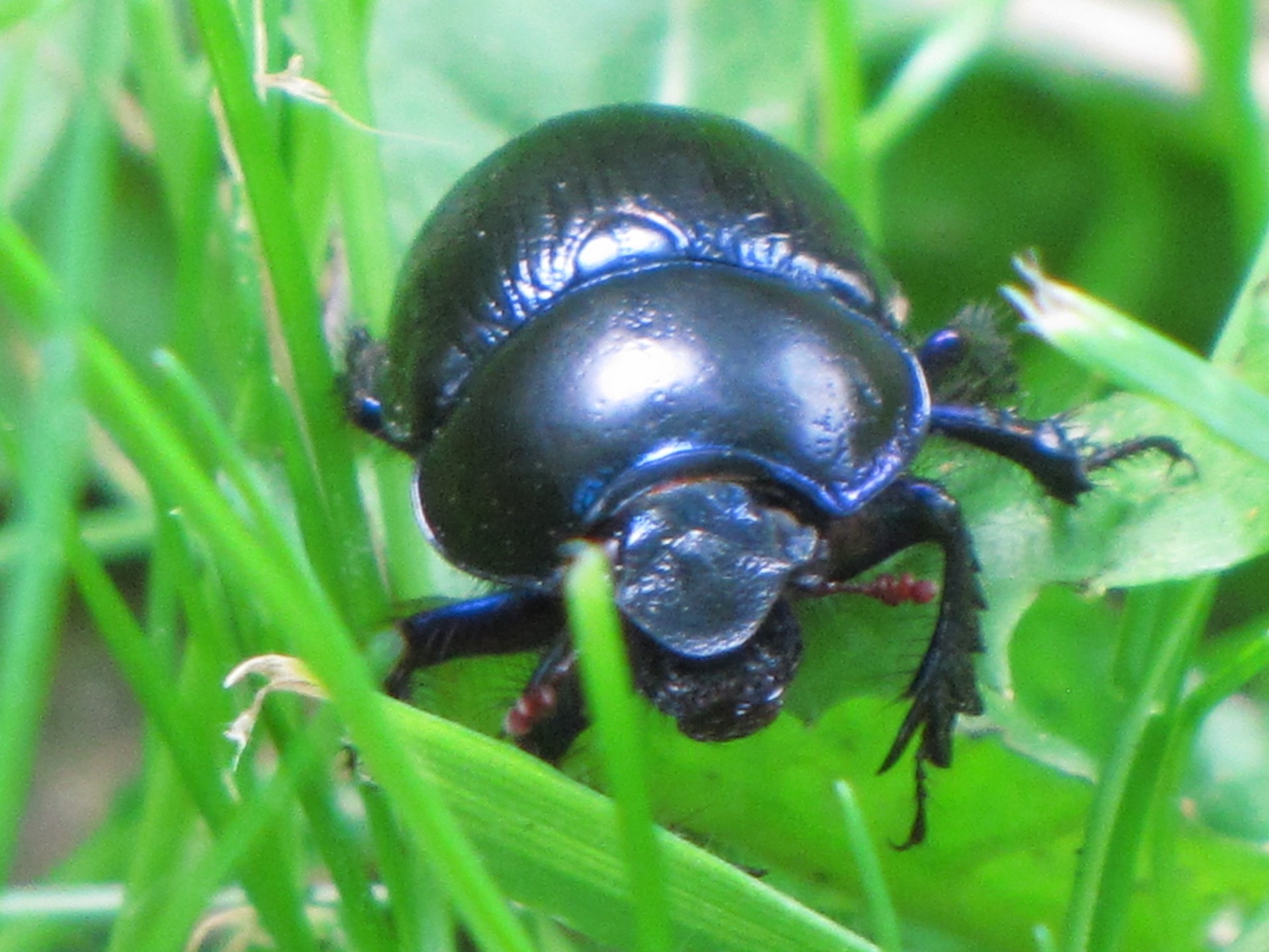 animal insect beetle free photo