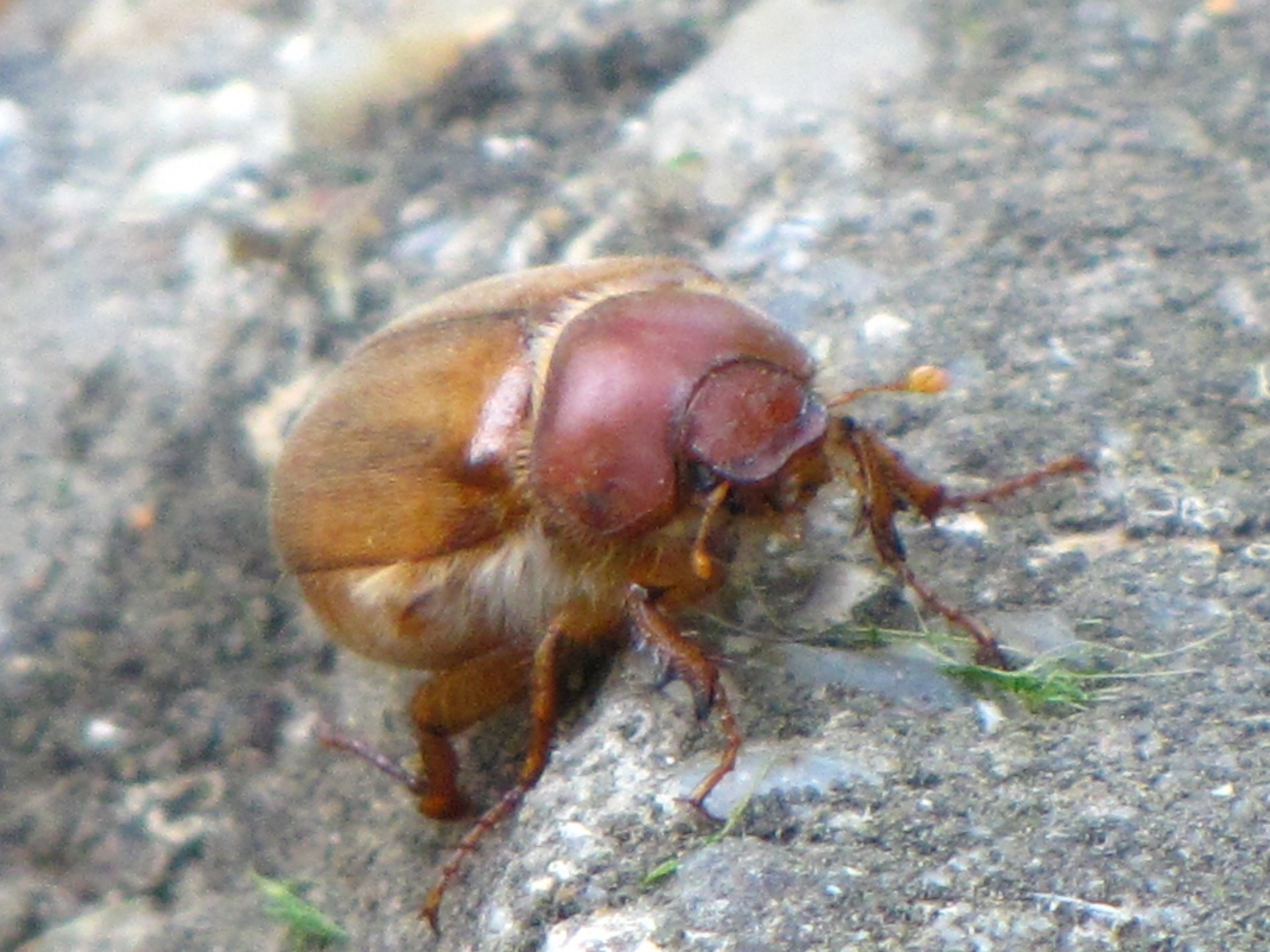 beetle brown insect free photo