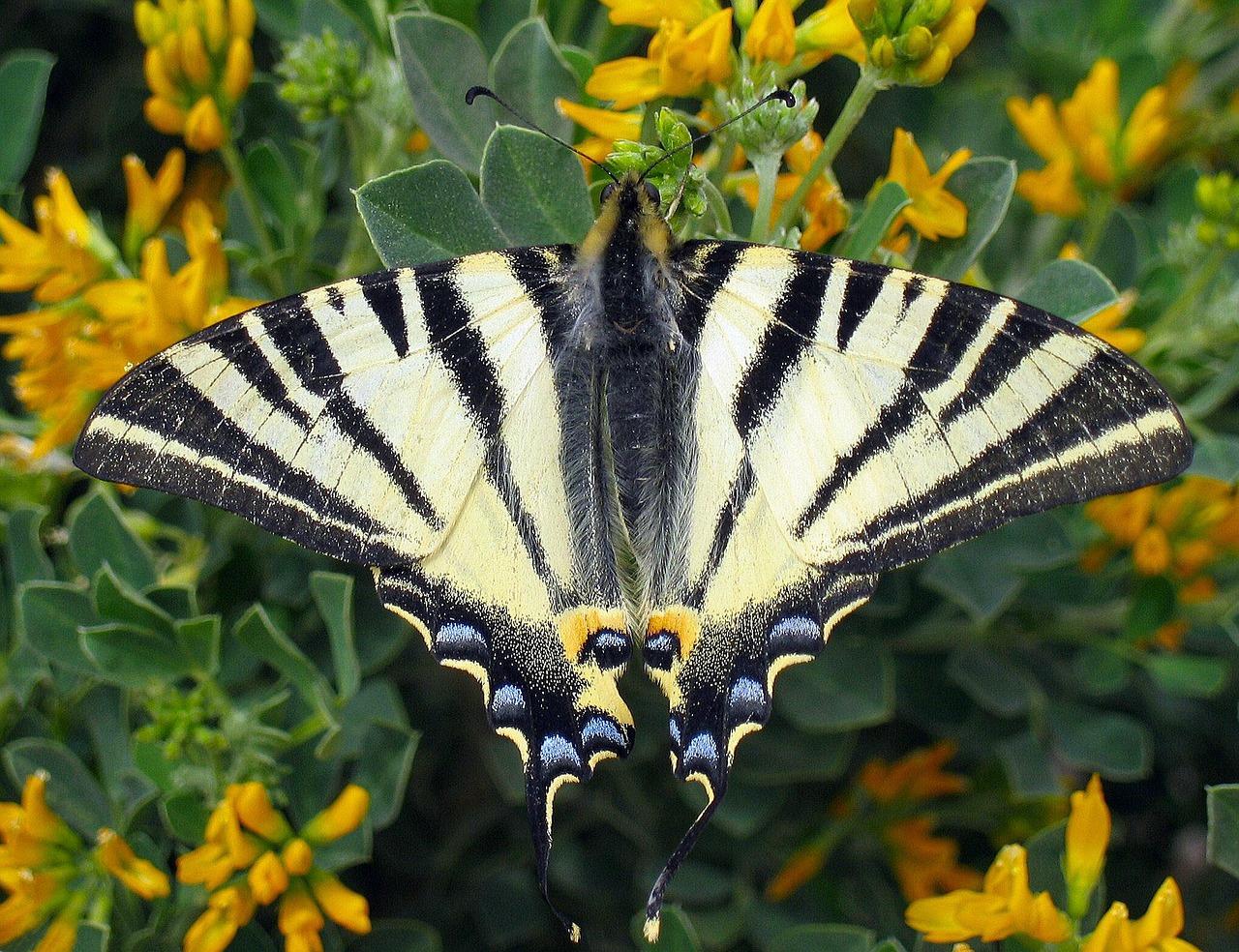 scarce swallowtail butterfly iphiclides podalirius free photo