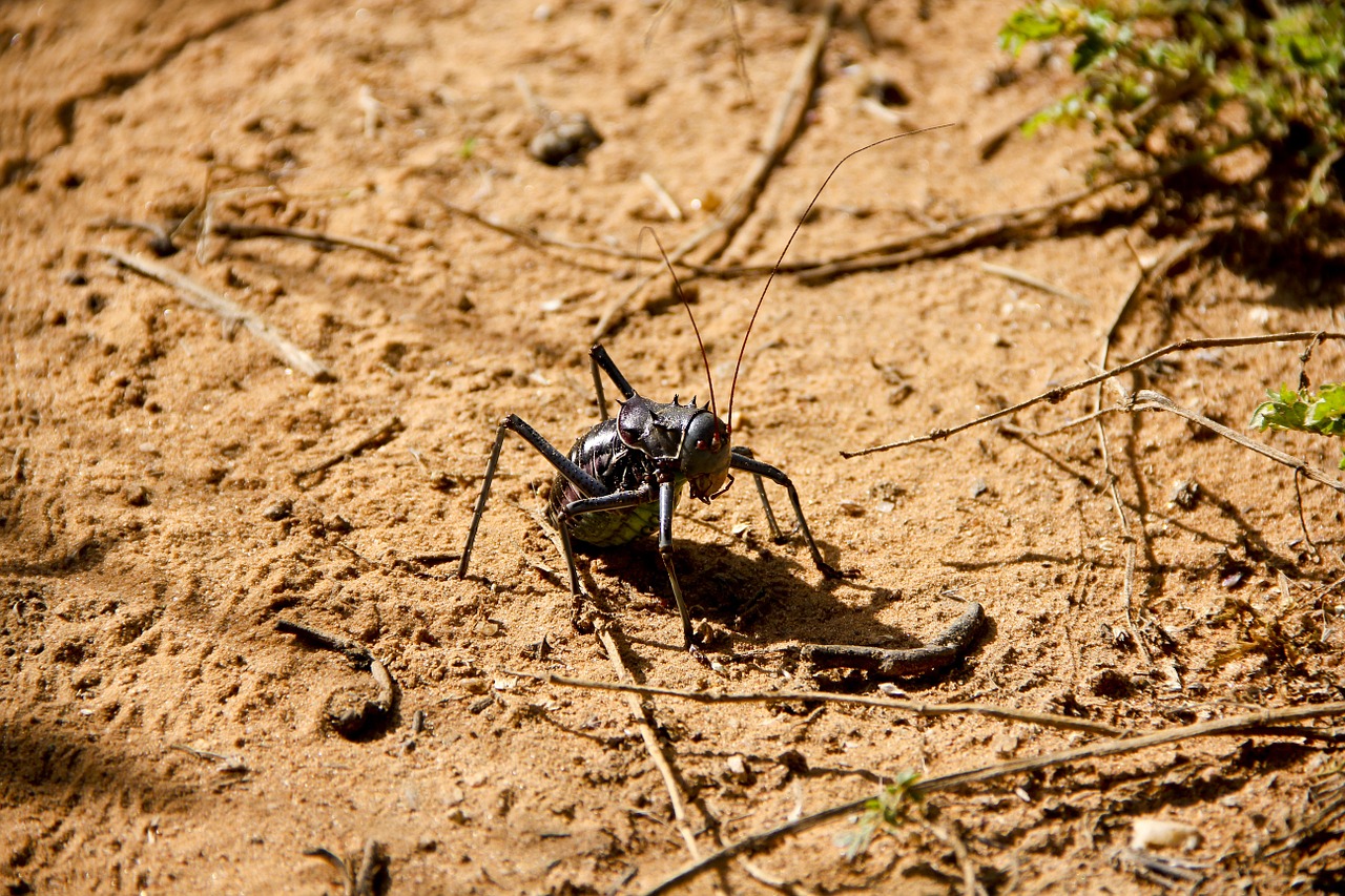 scare africa namibia free photo