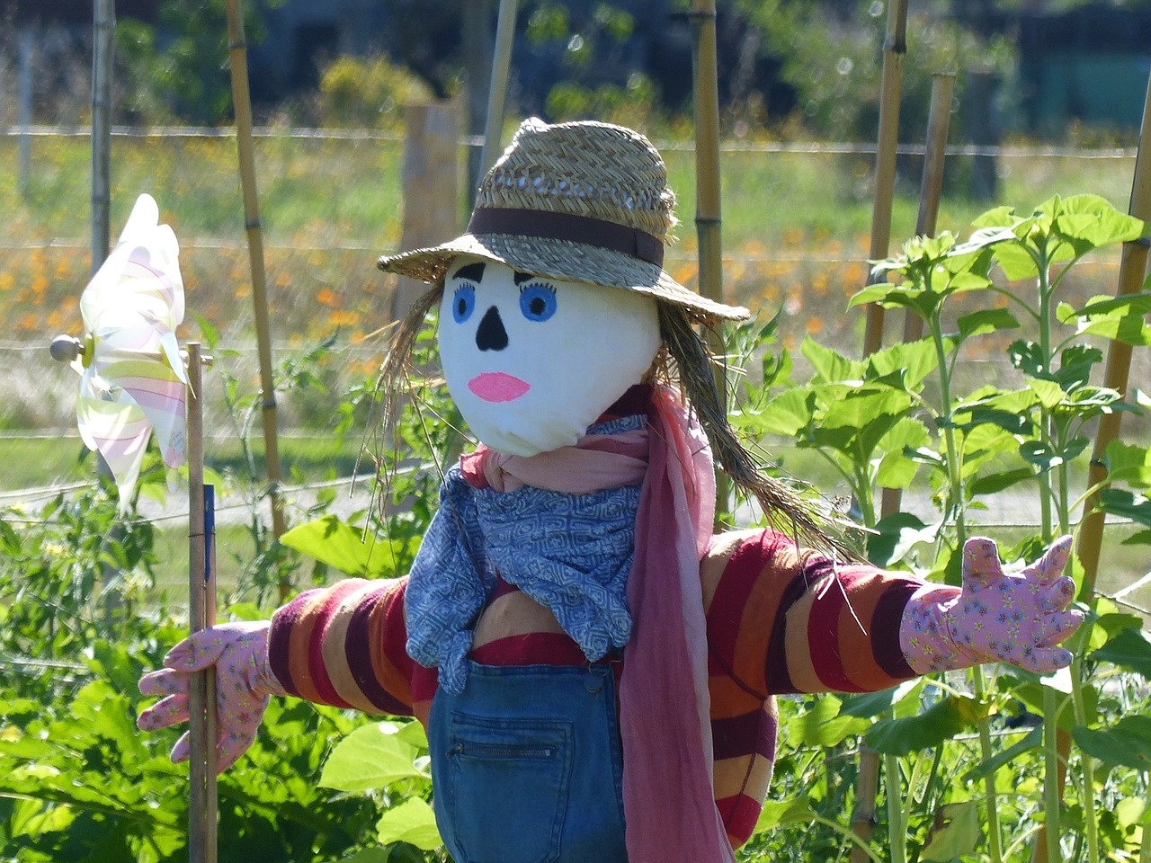scarecrow garden incredible free photo