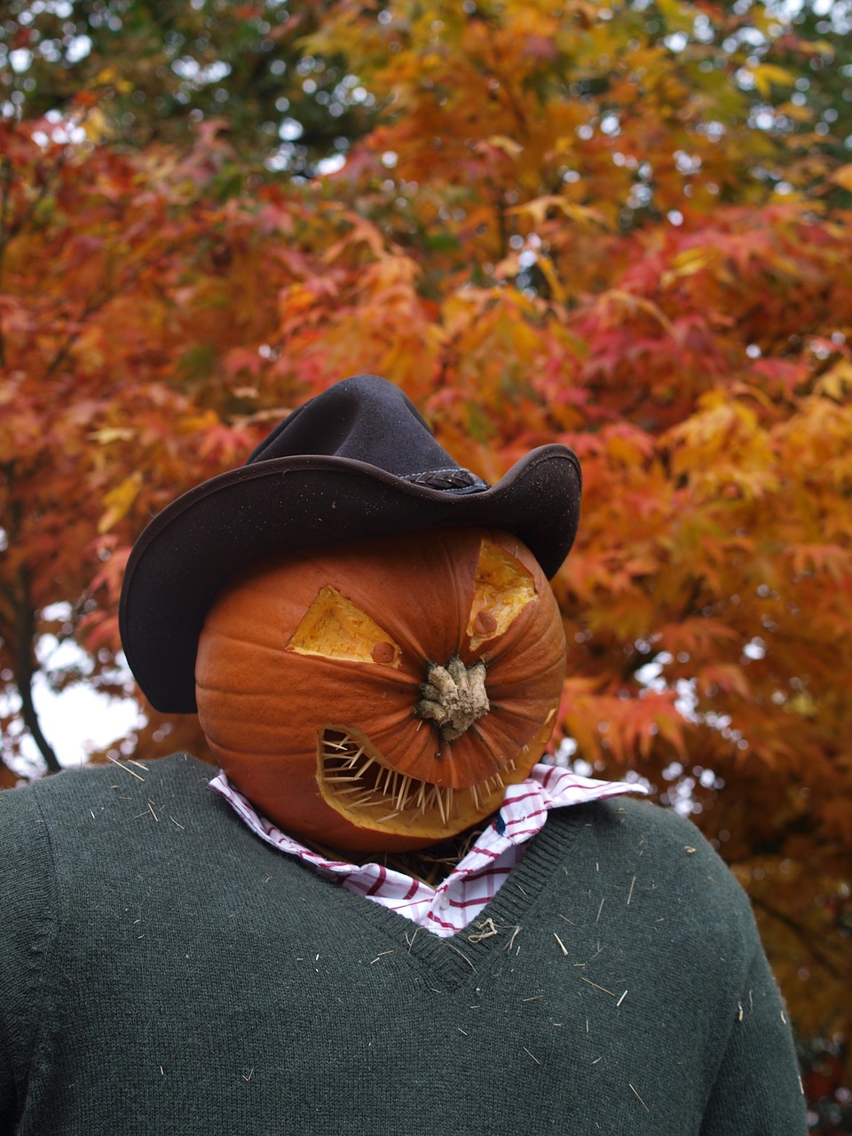 scarecrow pumpkin halloween free photo