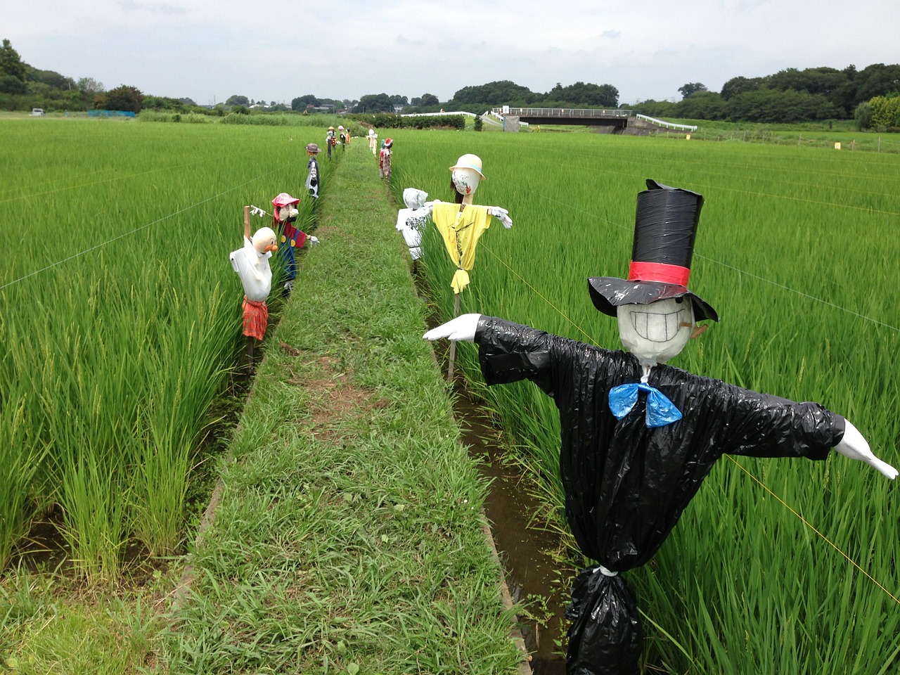 scarecrow farm rice field free photo