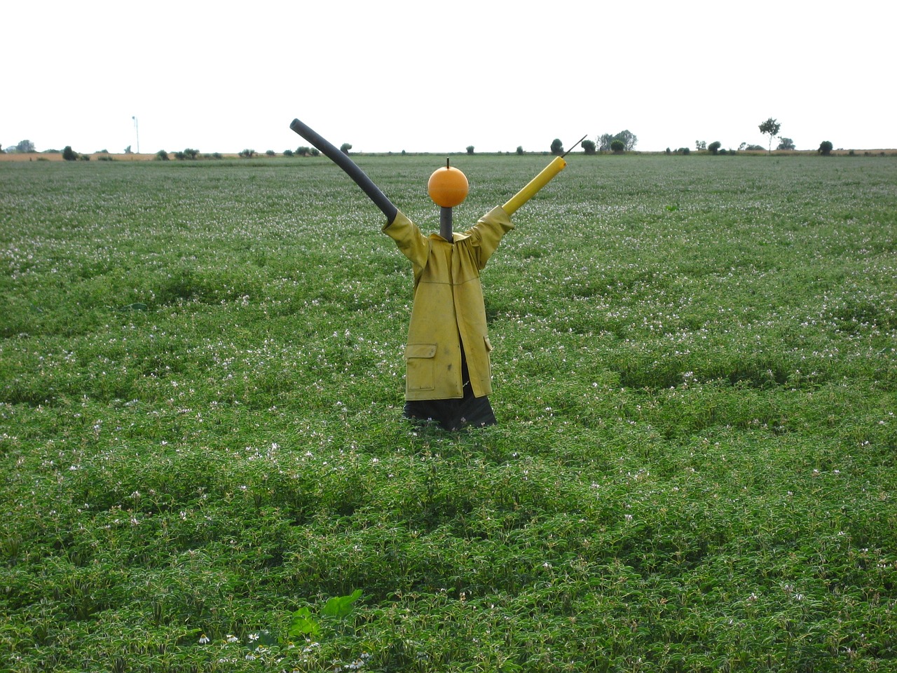 scarecrow field woman of straw free photo