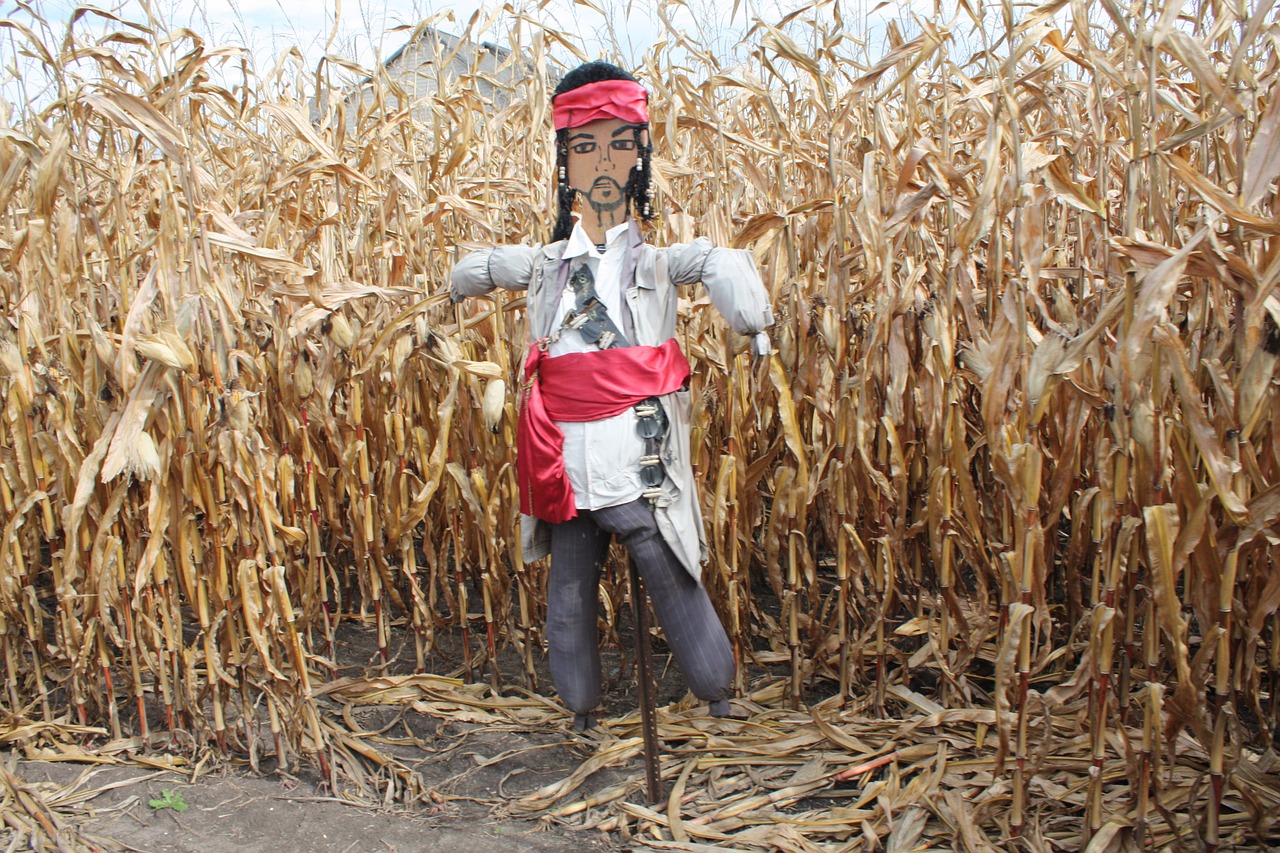 scarecrow corn hay free photo