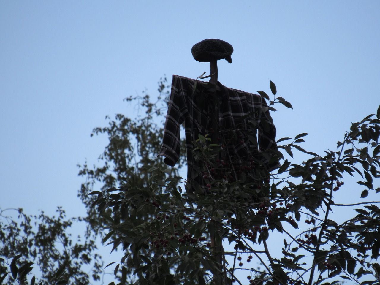 scarecrow evening branch free photo