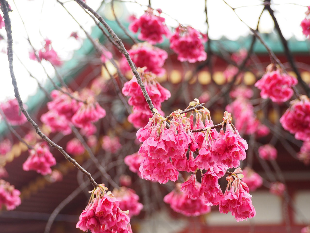 scarlet cherry blossom ueno benten hall free photo