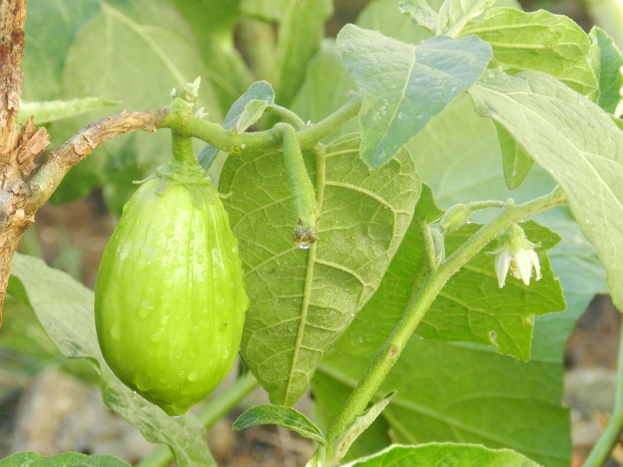 scarlet eggplant plant green free photo