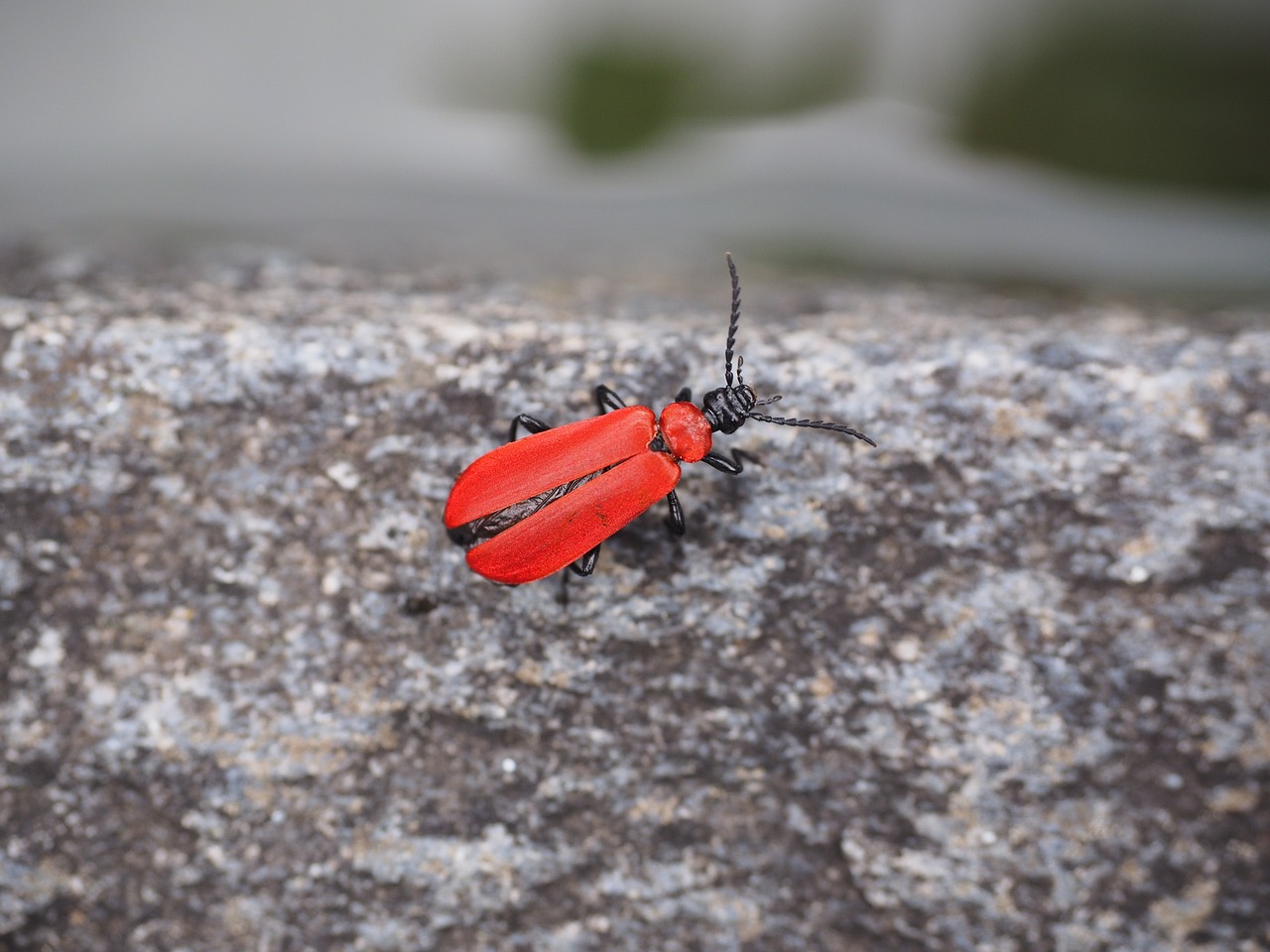 scarlet fire beetle  beetle  insect free photo