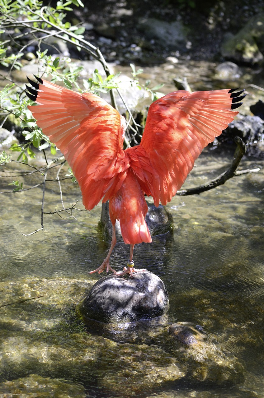 scarlet ibis bird red free photo