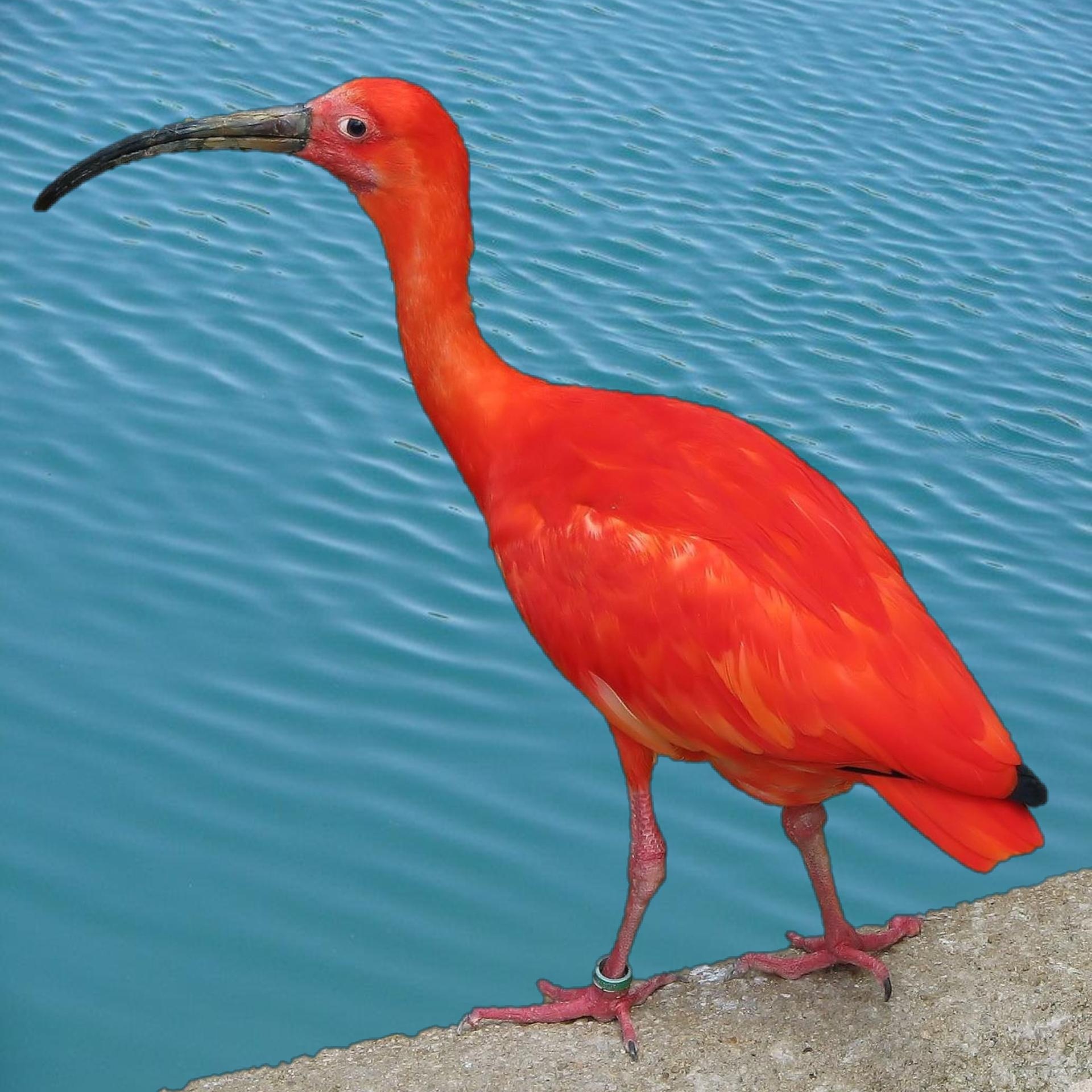 scarlet ibis red free photo