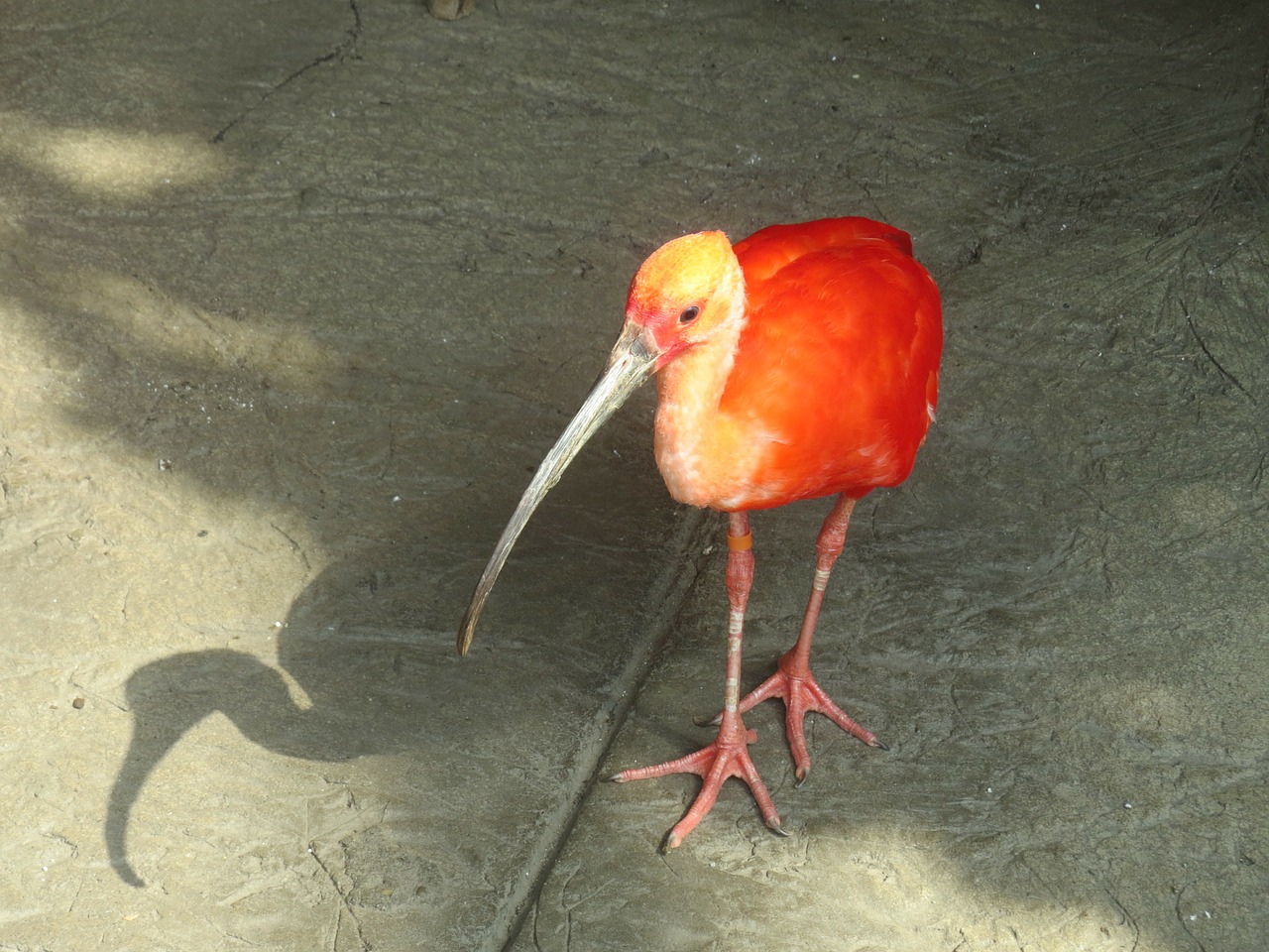 scarlet ibis animal beak free photo