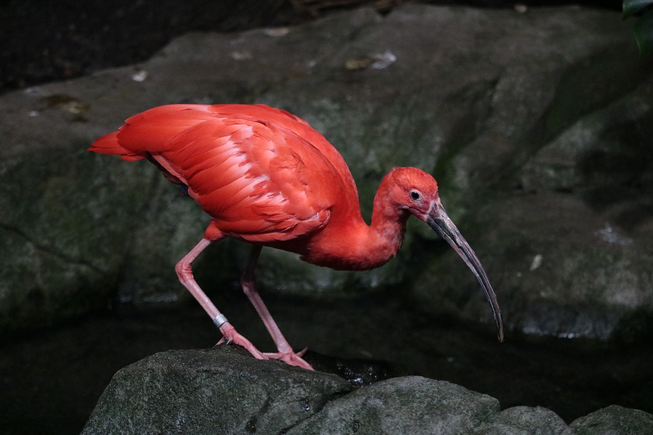 scarlet ibis bird red free photo
