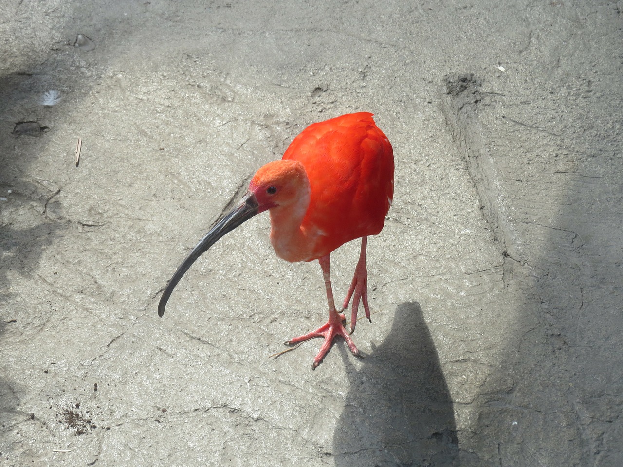scarlet ibis bird fly free photo