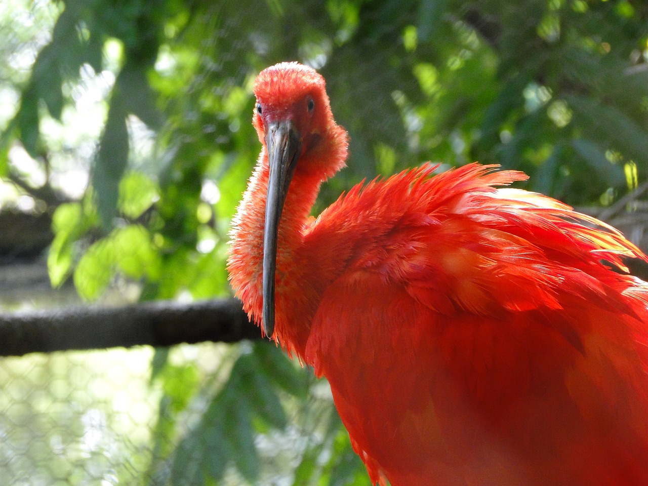 scarlet ibis bird re free photo