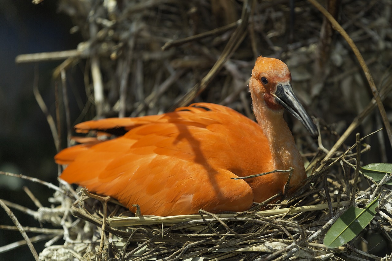 scarlet ibis bird ibis free photo