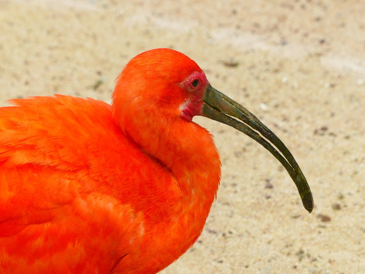 scarlet ibis bird red free photo