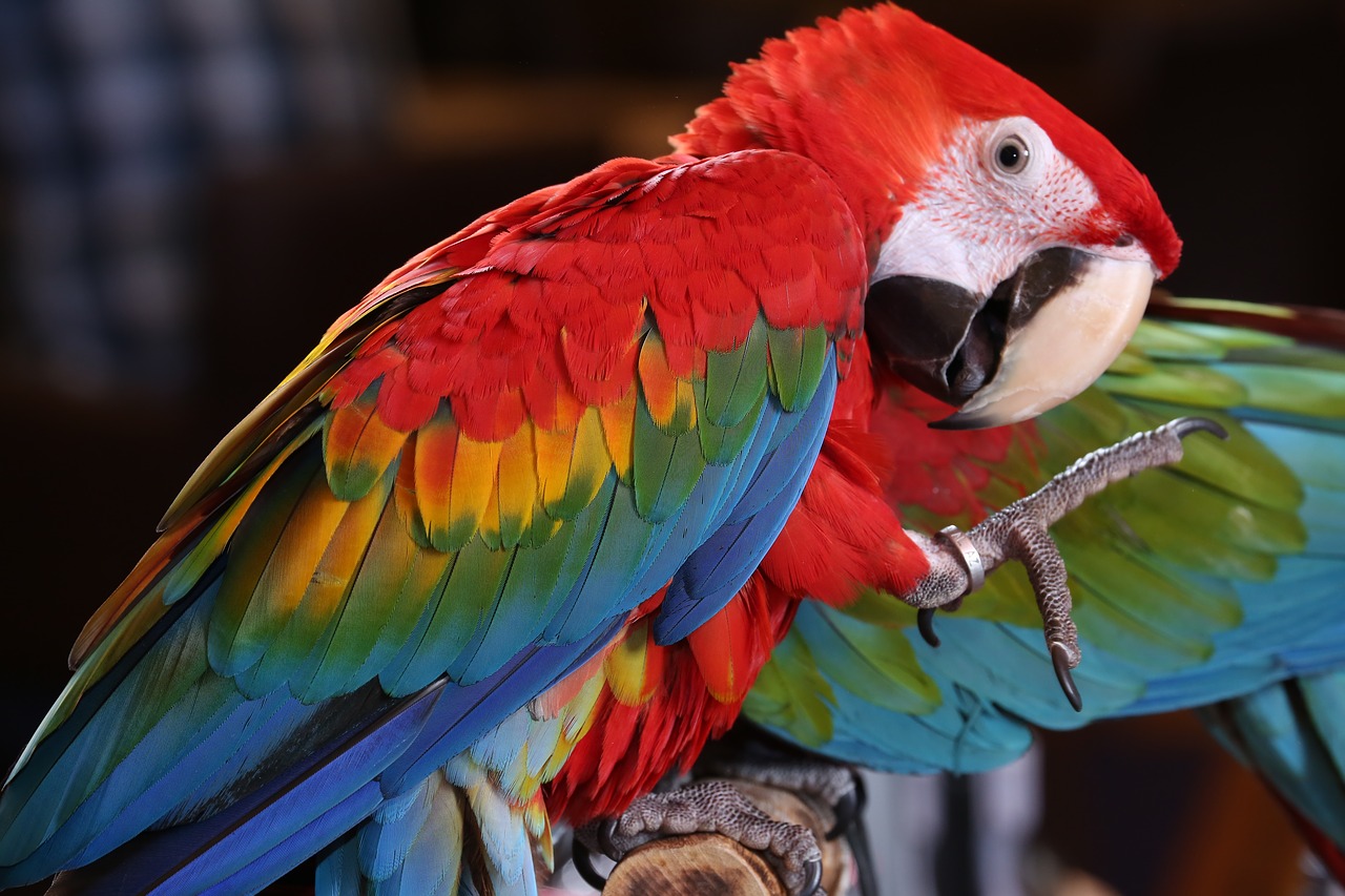 scarlet macaw tropical bird  brazilian rio rainforest  macaw free photo