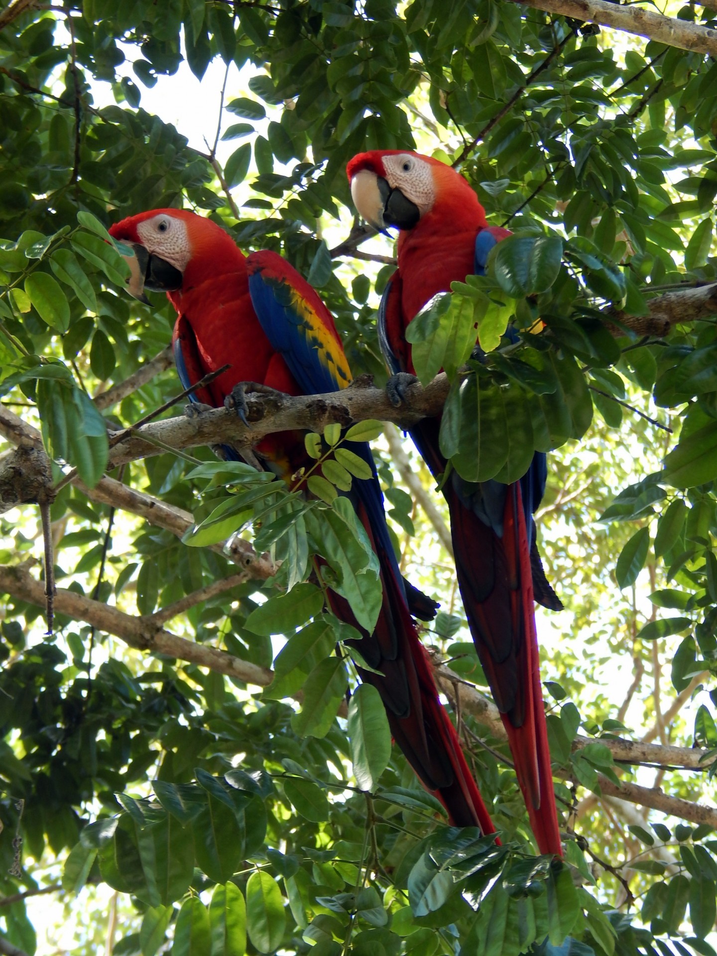 scarlet macaws birds parrot free photo