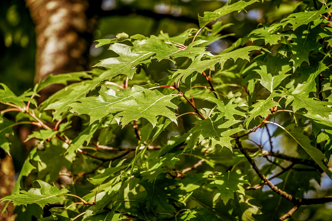 scarlet oak  tree  flora free photo