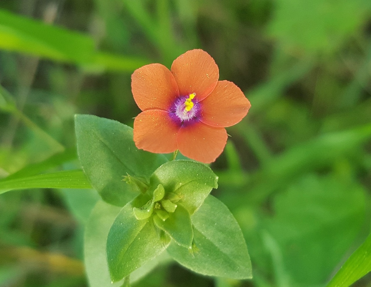 scarlet pimpernel red pimpernel red chickweed free photo