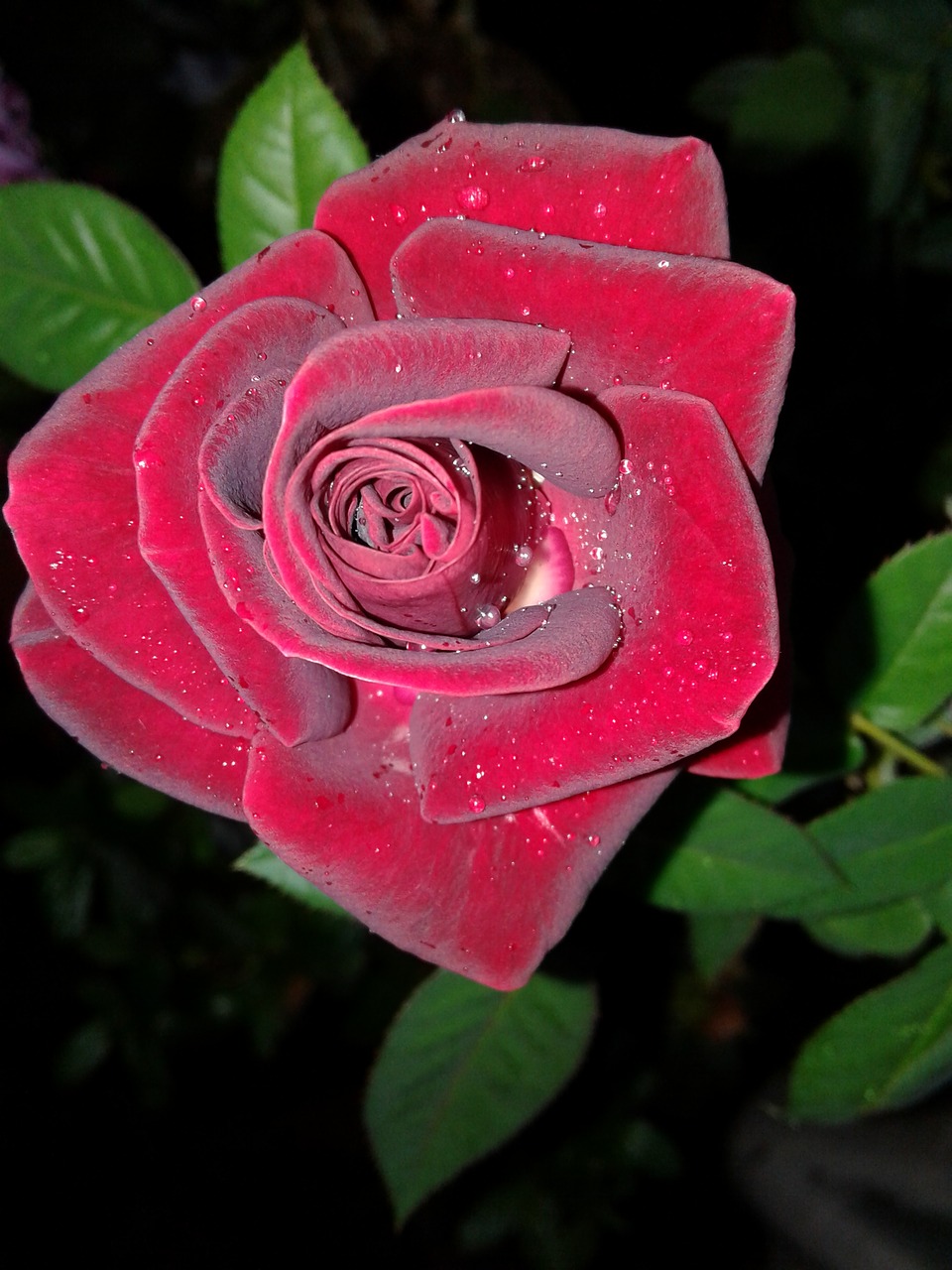 scarlet rose black background krupnyj plan free photo