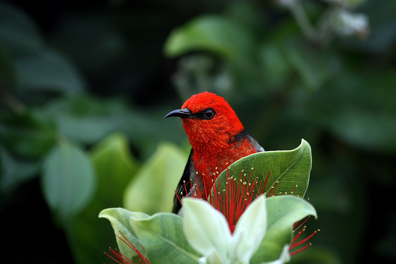 scarlett honeyeater bird red free photo