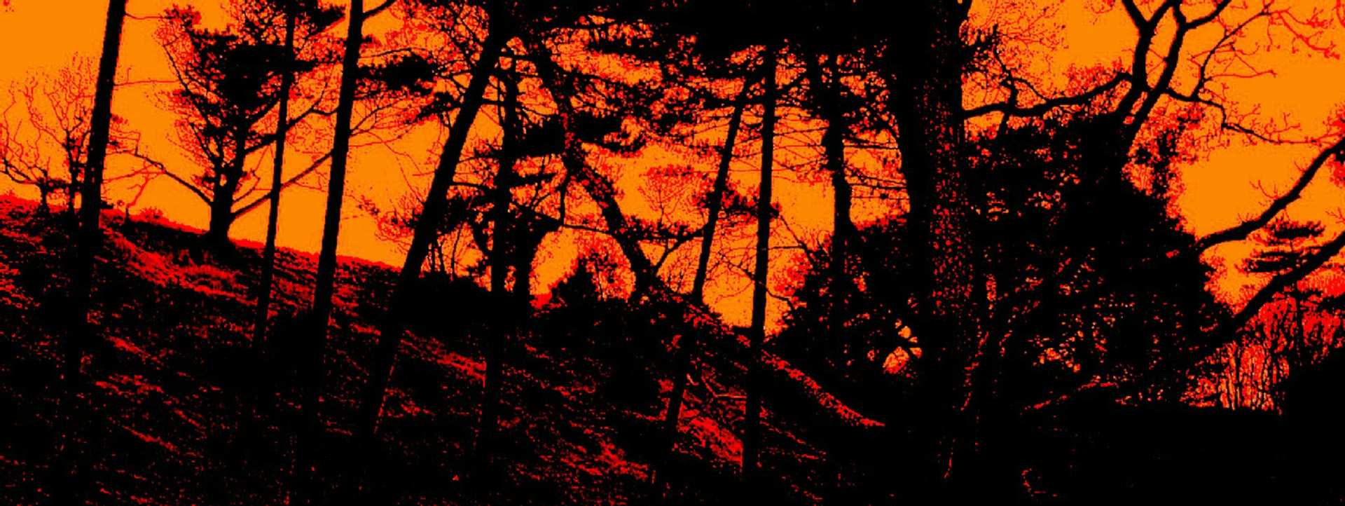 Dark Forest Images - Free Download on Freepik