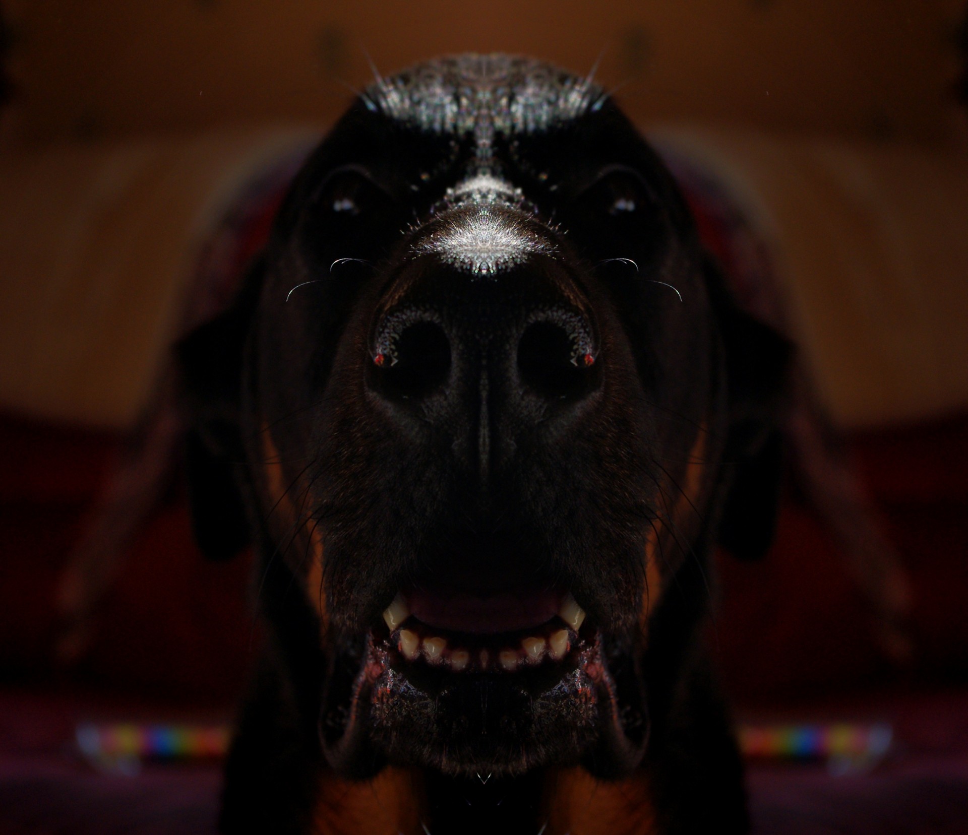 scary dog hound free photo