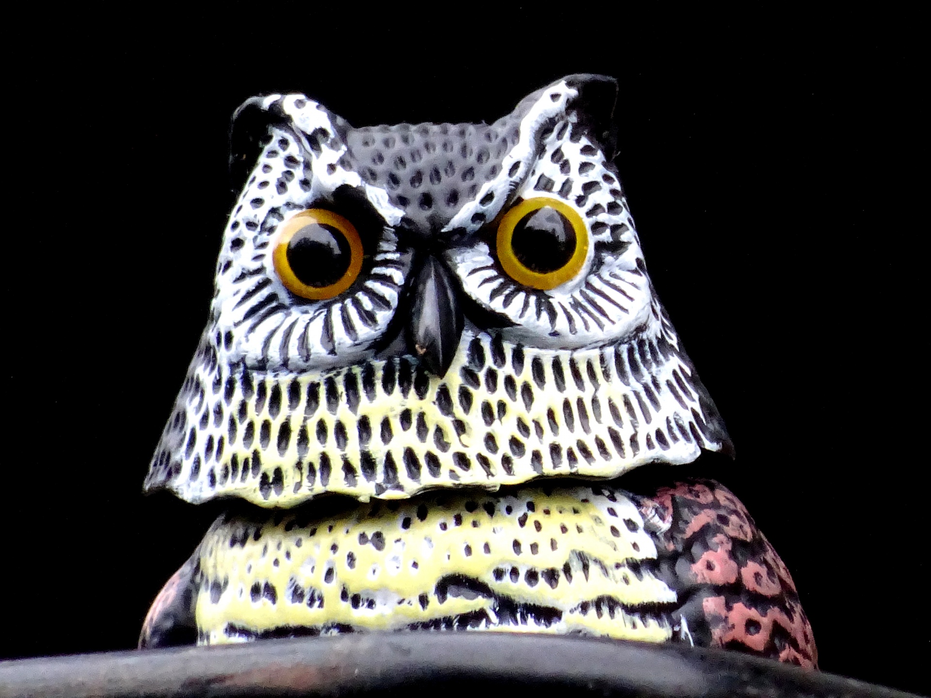 bird owl owls free photo