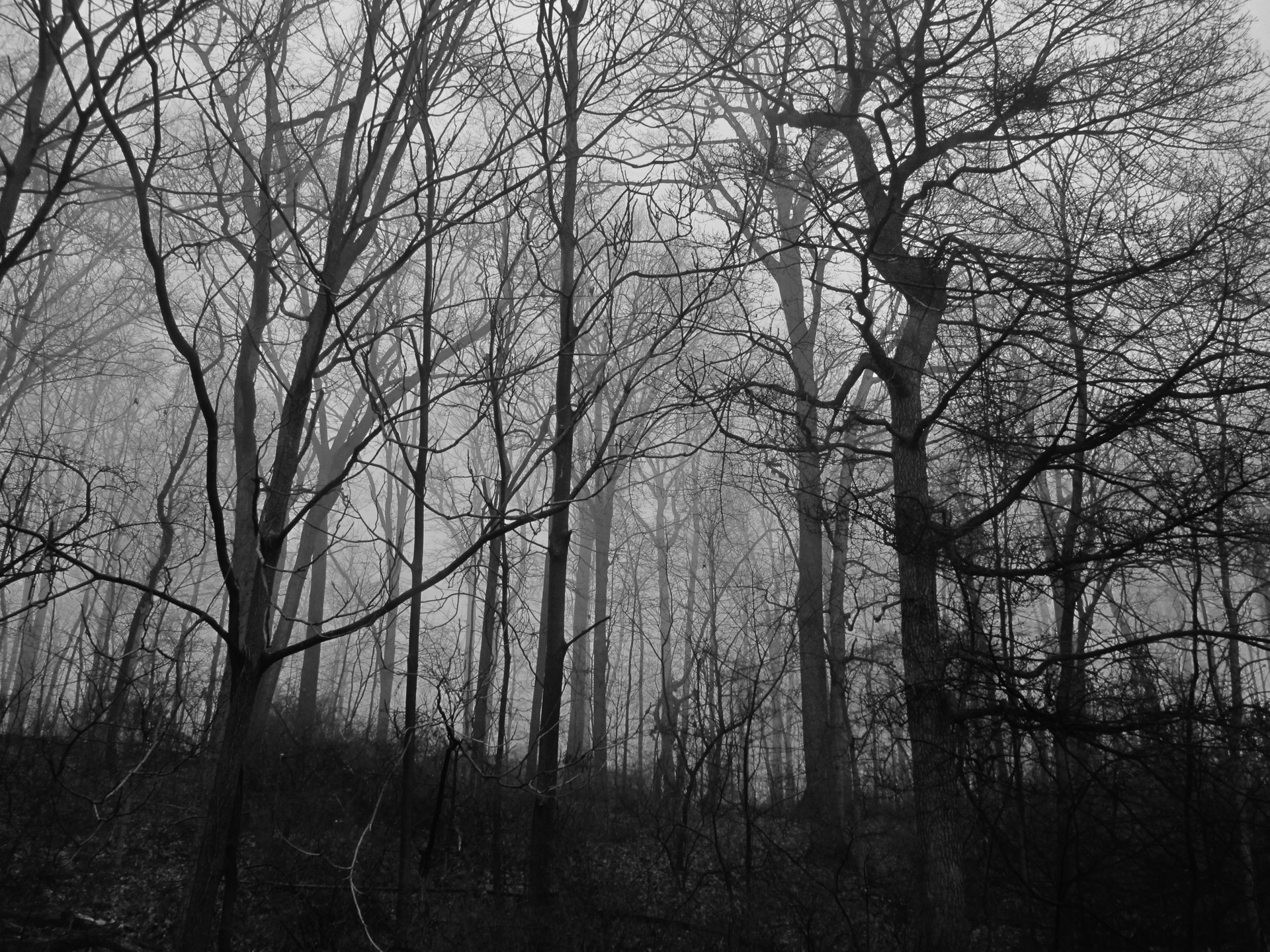 woods trees fog free photo
