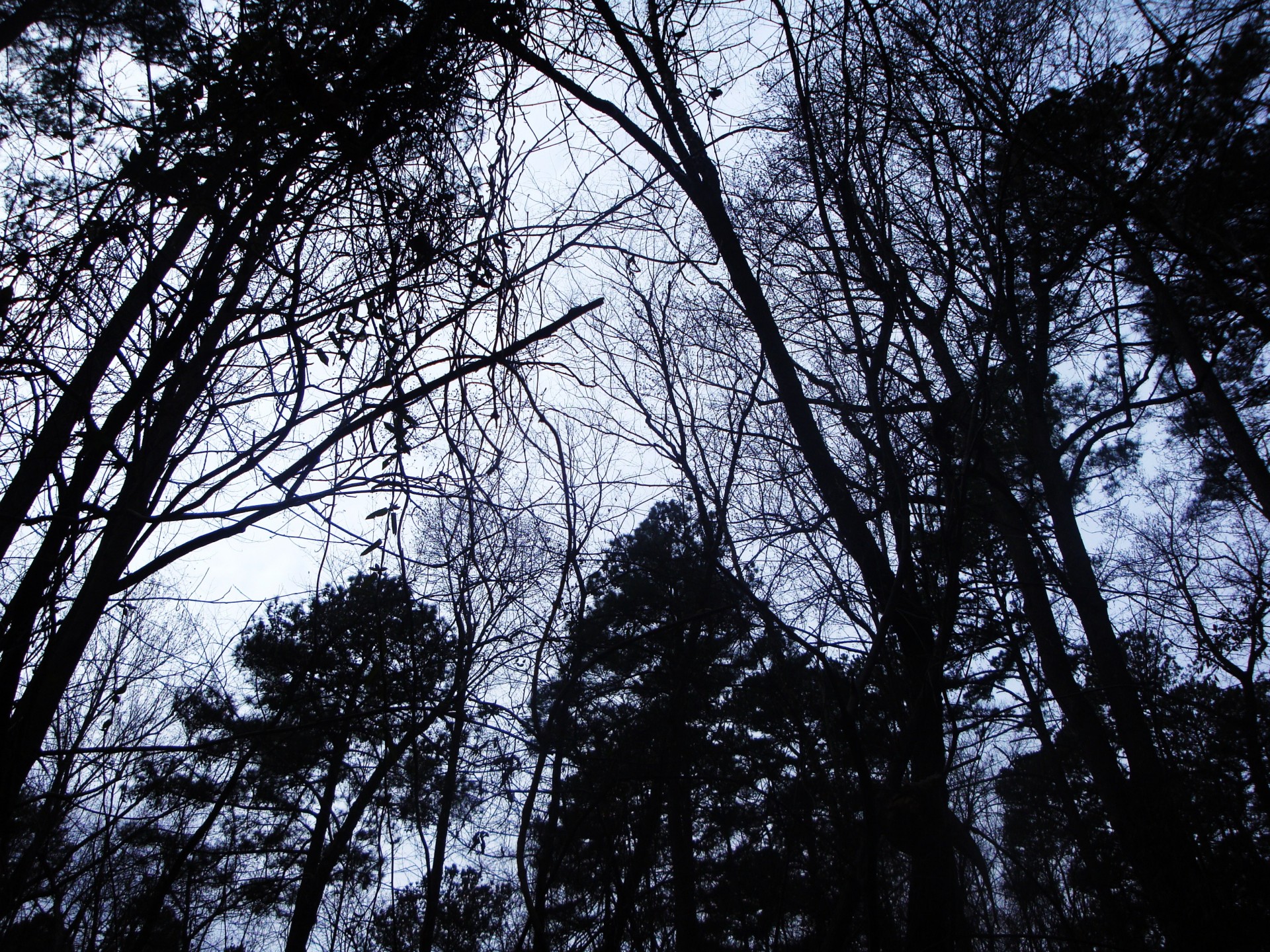 dark trees snow free photo