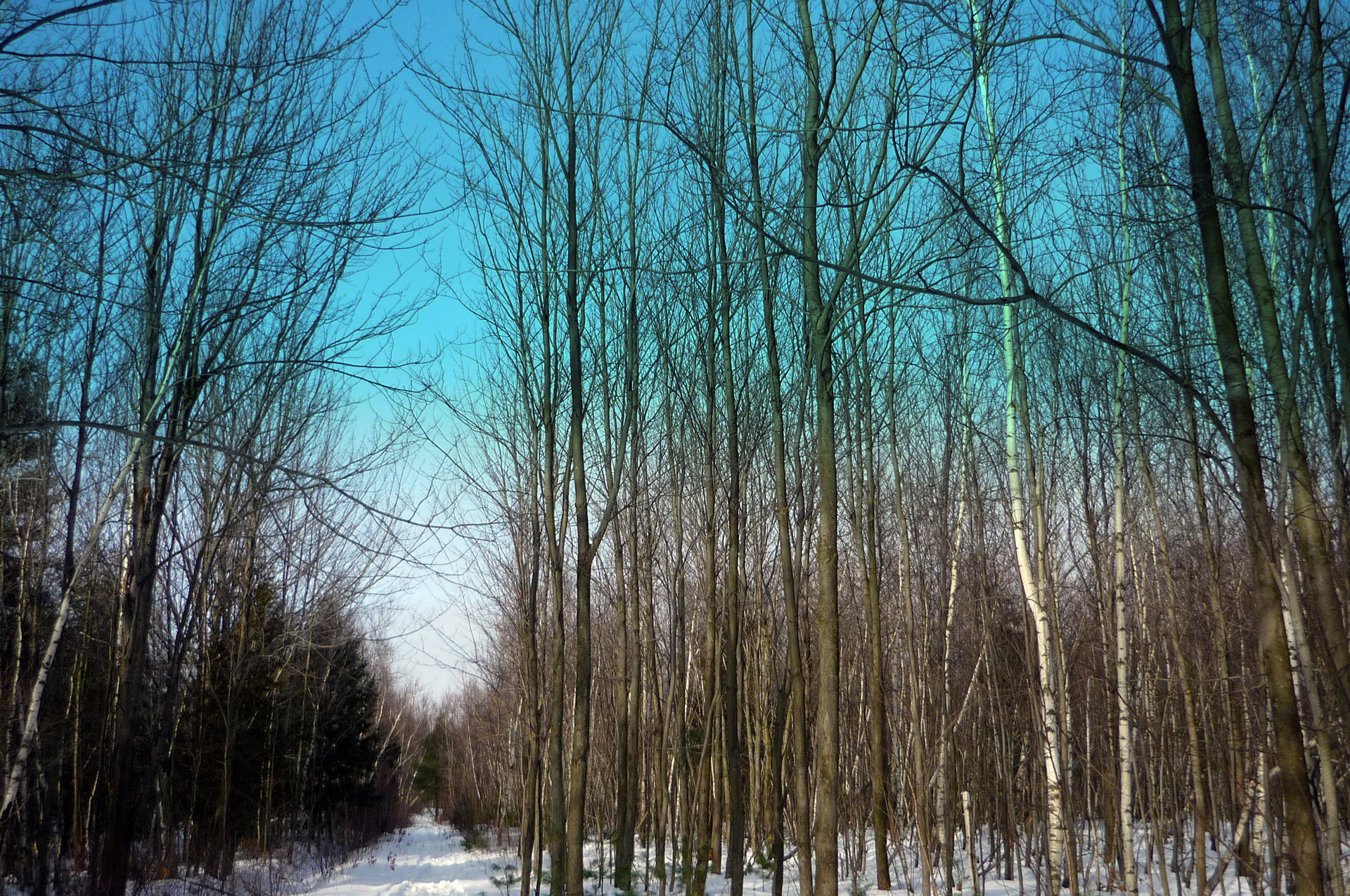 winter path countryside free photo