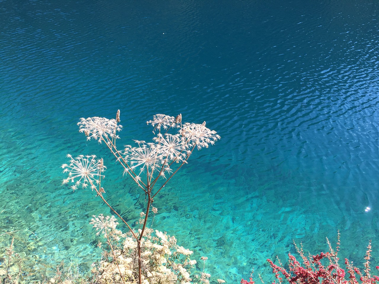 jiuzhaigou water nature free photo