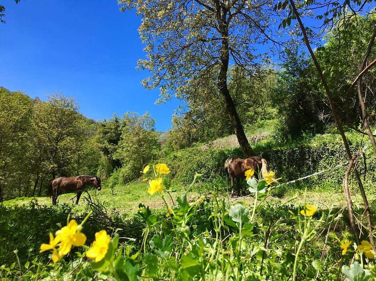 scenery horses green free photo