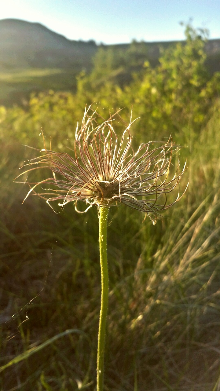 scenery wildflower spring free photo